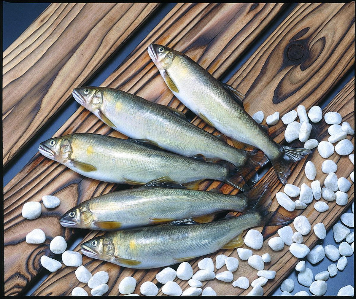モネの池と板取川（鮎料理） | 観光タクシー