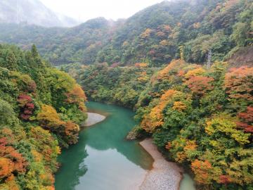 お茶摘み体験、揖斐満喫プラン | 観光タクシー